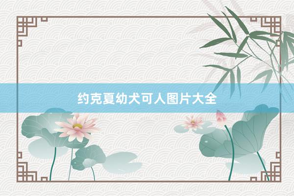 约克夏幼犬可人图片大全
